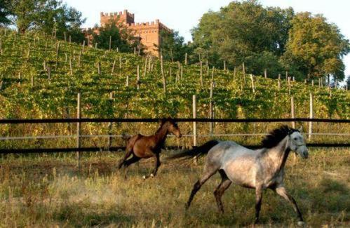 Villa La Cascina Del Castello Asti Exterior foto
